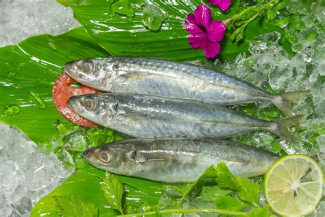 Fresh Black Sardine Sardin Hitam 30 Pcs Per Kg Sold Per Kg — Horeca