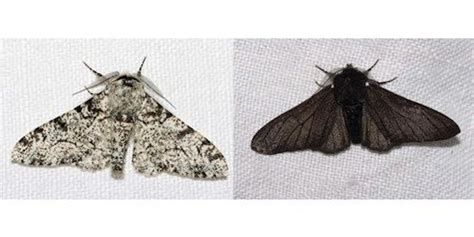 Gene Behind Black Peppered Moths Color Change Identified The