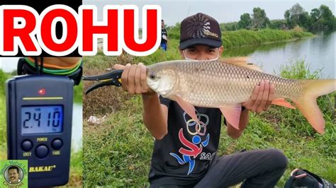 Memancing Rohu Lombong Tinggal Youtube