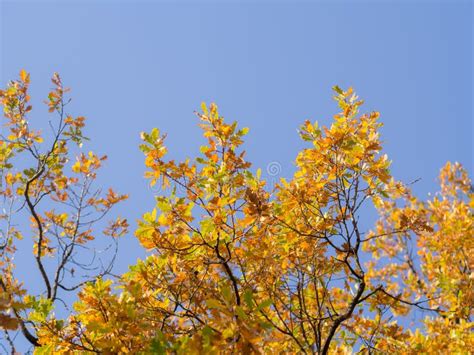 Yellow Oak Leaves Stock Photo Image Of Nature Leaves 129215510