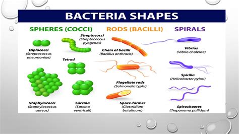 STRUCTURE AND FUNCTION OF PROKARYOTES PART 1 DR NAZIA KHAN ASSISTANT