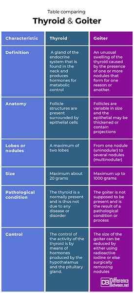 Diff Rence Entre La Thyro De Et Le Goiter Diffexpert