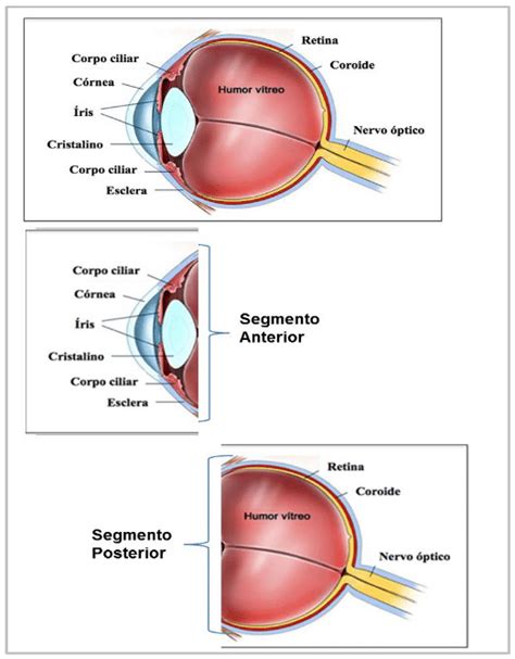 Esquema Ilustrativo Do Globo Ocular Em Que Se Observam As Estruturas E