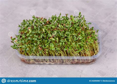 Grow Microgreen For Healthy Food Healthy Vitamin Food Stock Image