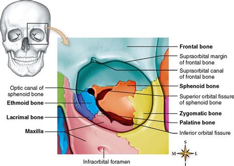 Skeletal System Basicmedical Key