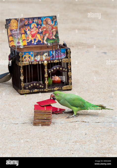 Parrot Astrology Indian Street Astrologer Fortune Tellers Parrot And