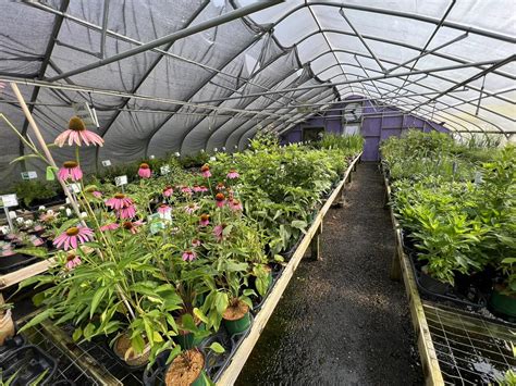 The Wonderful World Of Native Perennials Carolina Native Nursery