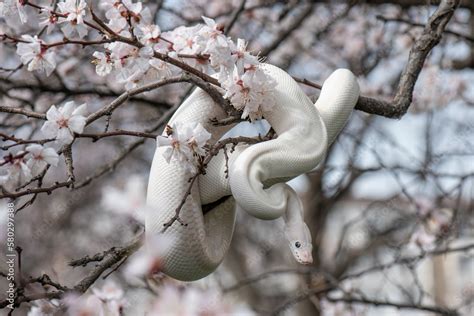 Beautiful White Snake With Blue Eyes On A Cherry Blossom Branch In The