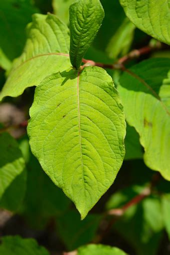 Japanese Knotweed Stock Photo Download Image Now Botany Brown