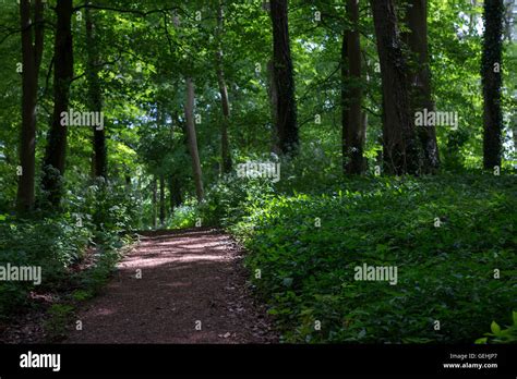 A Forest Path Rising Over A Ridge In Deep Green Woods With Sunlight