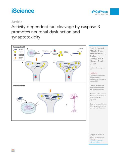 Pdf Activity Dependent Tau Cleavage By Caspase Promotes Neuronal