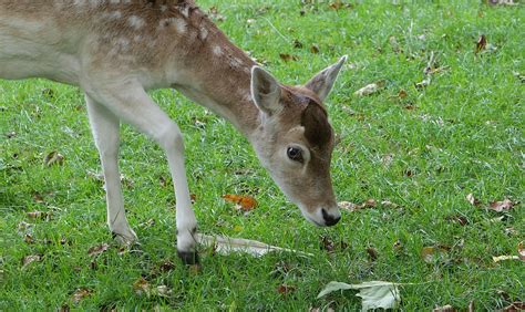 Damhert Fallow Deer Meino Mellink Flickr