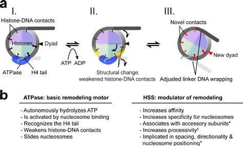 Figure From Atp Dependent Nucleosome Sliding By Iswi Semantic Scholar