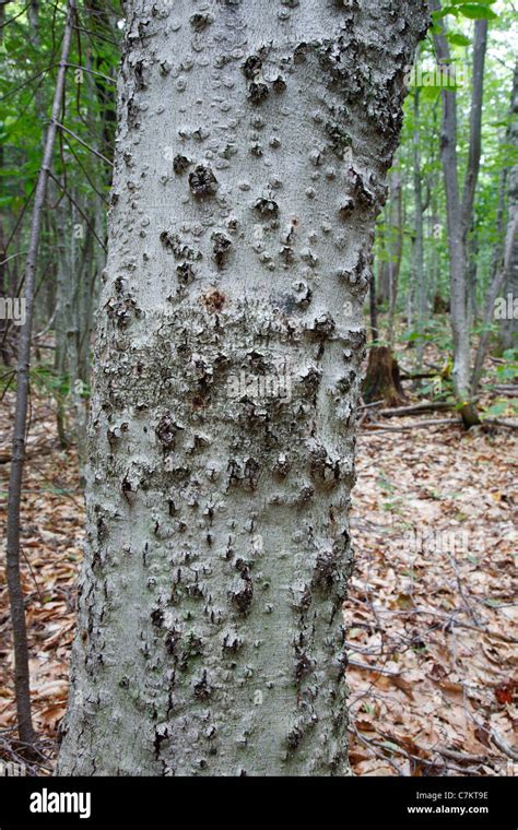 Beech Tree Bark - HooDoo Wallpaper