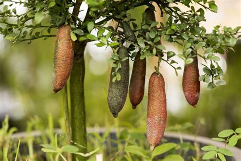 How To Grow And Care For Australian Finger Lime Trees