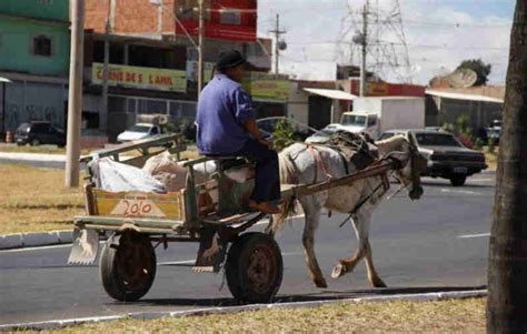 Projeto Que Pro Be Carro As Puxadas Por Animais Em Osasco Sp Est