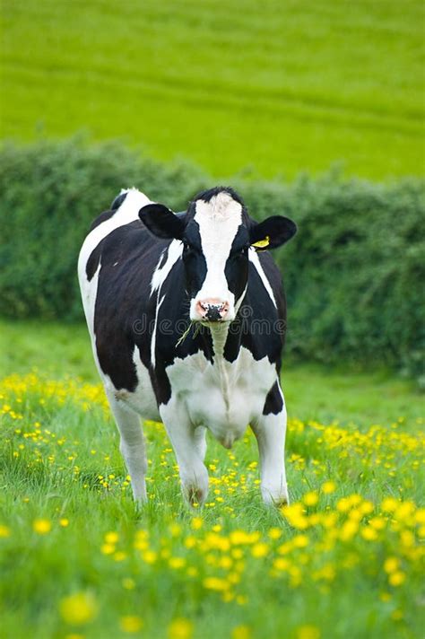 Vache Du Holstein Photo Stock Image Du Rural Herbe 14366834