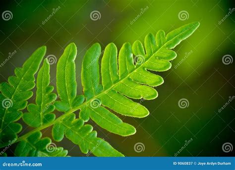 Fern Macro Stock Image Image Of Summer Plant Close 9060837