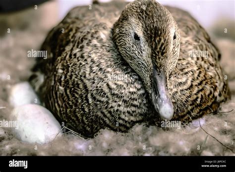 Mallard Duck Eggs Hi Res Stock Photography And Images Alamy