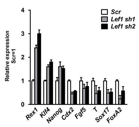 Fig S1 Knockdown Of Lef1 Promotes R1 Esc Self Renewal A Morphology