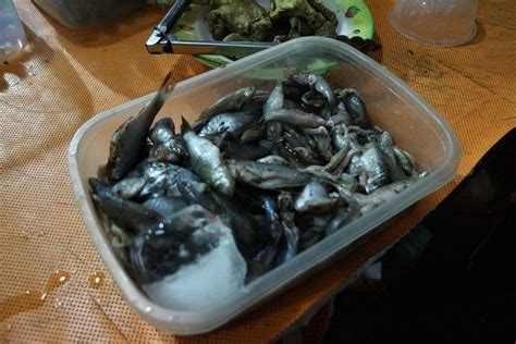 Ikan Wader Terancam Punah Apa Sebabnya