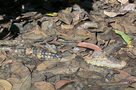 Canoe Tour At Tortuguero National Park