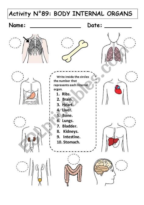 Organ System Overview Worksheets