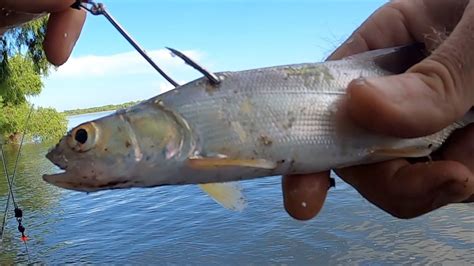 Shark Fishing The Mississippi River Mindovermetal English