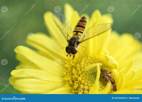 Tir De Focalisation S Lectif D A Hoverfly Sur Une Fleur Jaune Fleurs