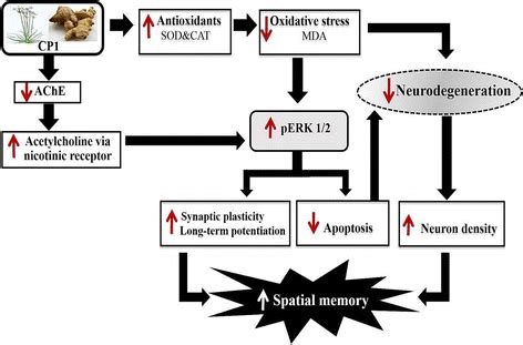 Schematic Diagram Shows The Possible Underlying Mechanism Of CP1