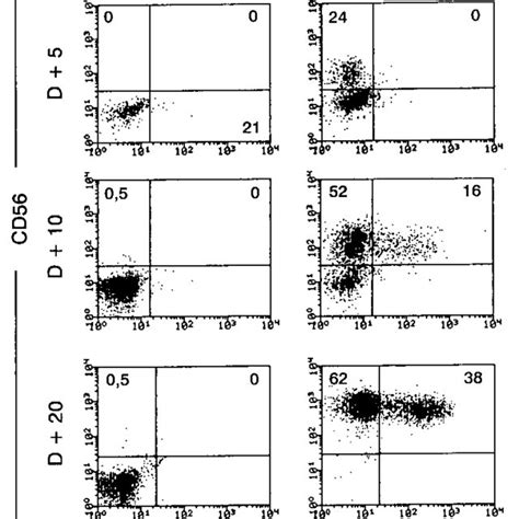 NK Cell Developmental Potential Of CD34 CD38 Fetal Liver Progenitor