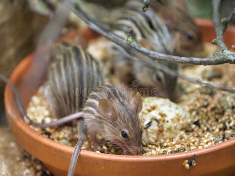 Close-up of a Group of Barbary Striped Grass Mice Eating Seeds in Their ...