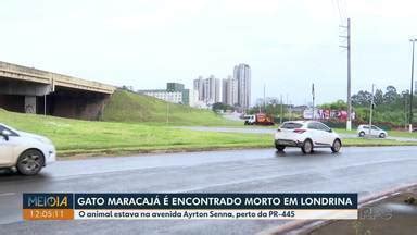 Meio Dia Paran Londrina Gato Maracaj Encontrado Morto Na Regi O