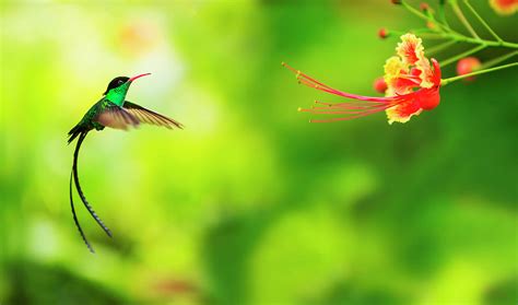 Jamaica Hummingbird In Flight By Tetra Images