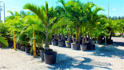 Nursery Plants & Trees | Beltran's Nursery & Landscape in Punta Gorda ...