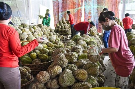 Philippines Durian Avocado Mango Exports Rise In Myanmar