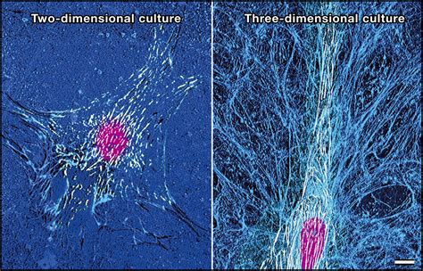 Modeling Tissue Morphogenesis And Cancer In 3d Cell