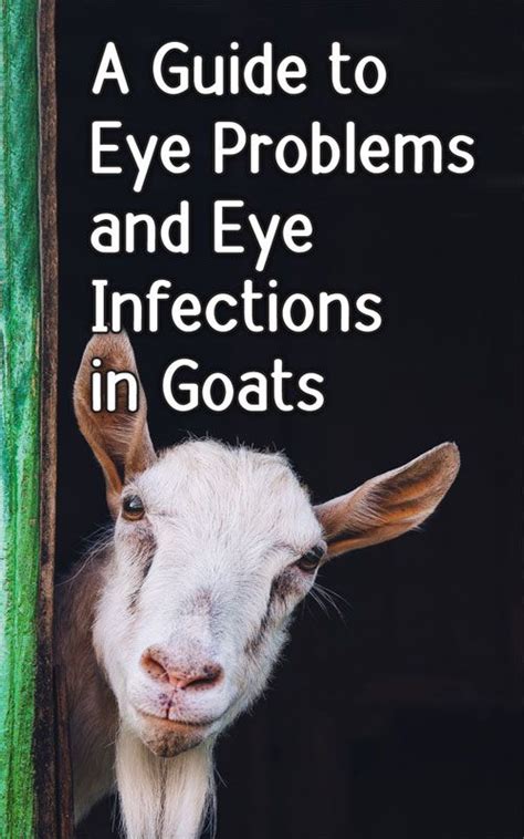 A Guide To Eye Problems And Eye Infections In Goats Artofit