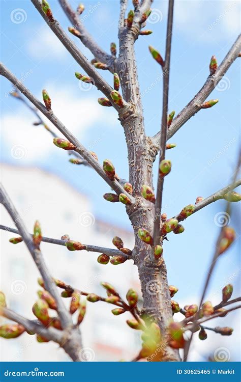 Brotes Del Cerezo En Primavera Imagen De Archivo Imagen De Brotes