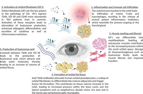 Frontiers Sphingolipids In Thyroid Eye Disease Off