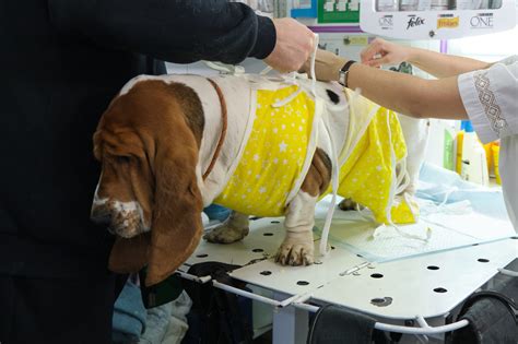 Vet care tips for your new free cat and what to expect first 36