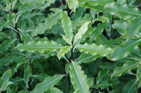 Pittosporum eugenioides - Kiwiflora Nurseries