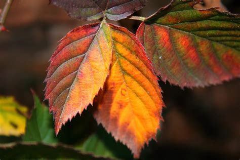 Leaves,bramble,serrated,yellowed,orange - free image from needpix.com