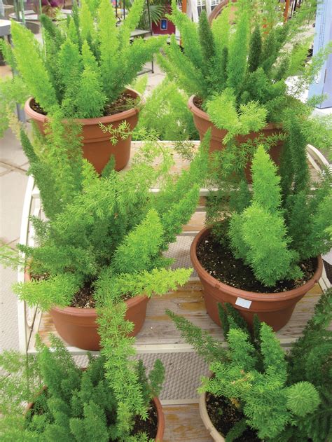 How To Grow And Care For Asparagus Fern