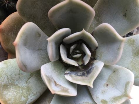 How to Treat Succulent Fungus Naturally | Succulents Box