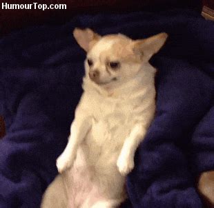 Funny Chihuahua GIFs - Get the best GIF on GIPHY