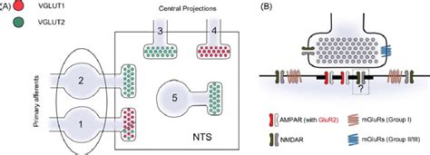 A Vgluts Expression In Nts Glutamatergic Nerve Terminals Axon