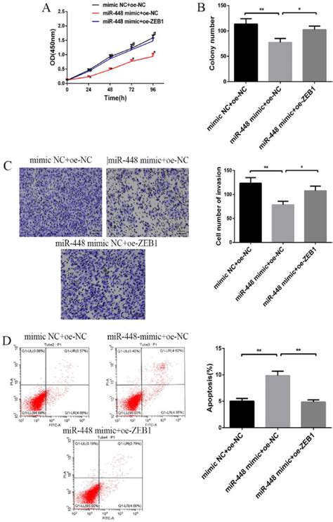 Effects Of MiR 448 And ZEB1 Expression On The Biological Behavior Of BC