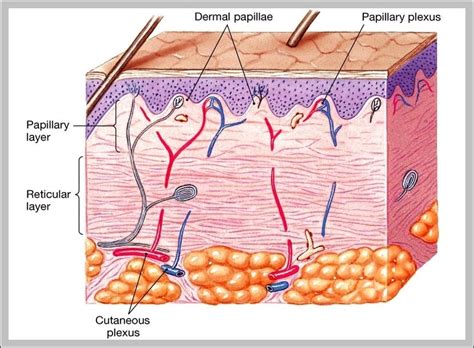 Integumentary system organs and functions - Graph Diagram