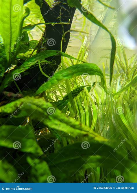 Water Grass that Thrives in Water Stock Photo - Image of tree, jungle